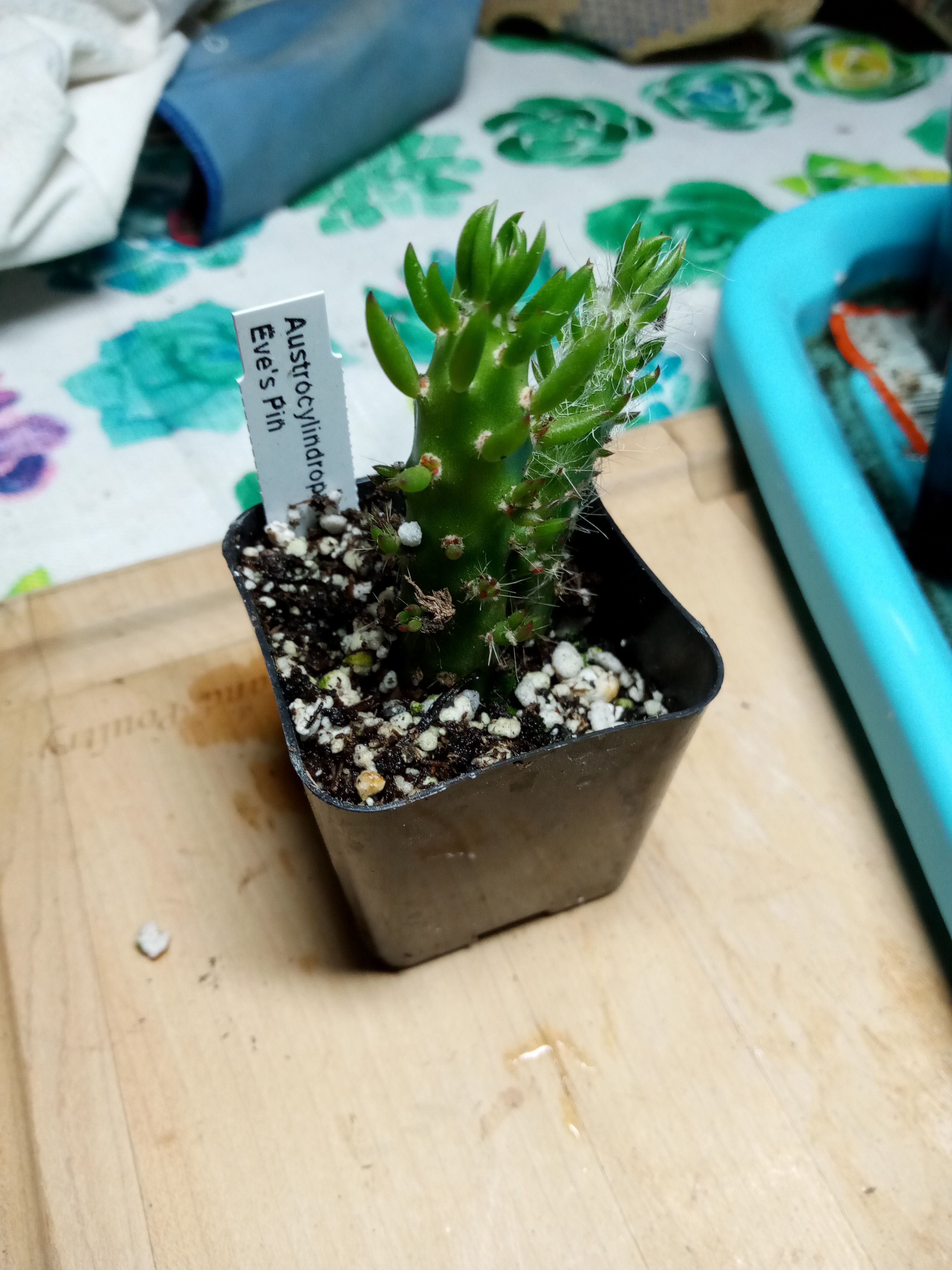 Austrocylindropuntia subulata - Eve's Pin.jpg